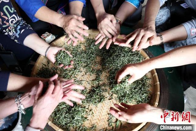 图为游客在体验炒茶。龚普康 摄