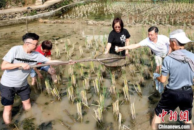 图为游客在体验稻田抓鱼。龚普康 摄