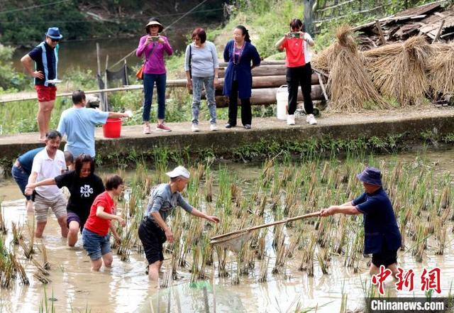 图为游客在体验稻田抓鱼。龚普康 摄
