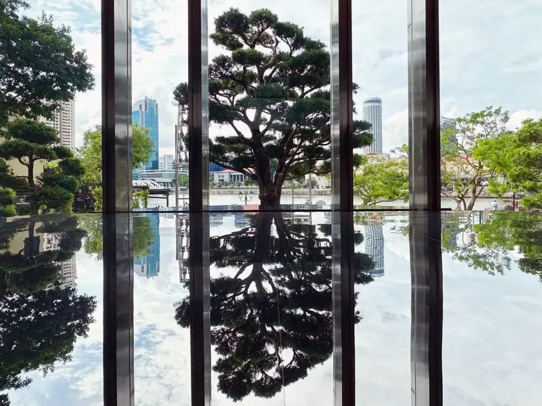 在莱佛士坊大华广场一号大堂外有一株有50年历史的盆景。图片来源：UOB