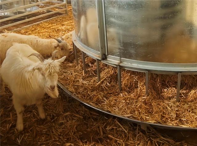 享受精美饲草料