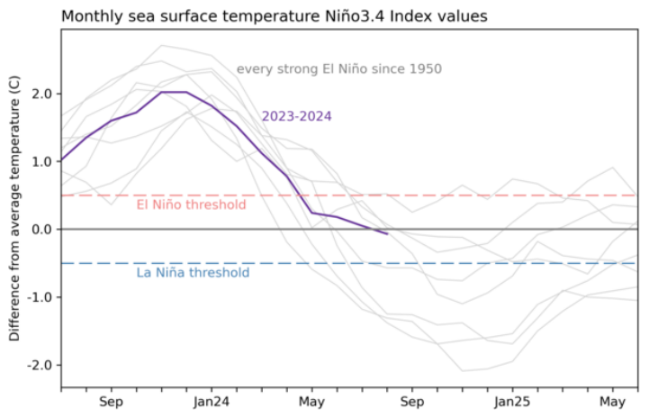 热带太平洋Niño3.4地区自1950年以来所有强El Niño事件（灰线）和最近（2023-24年）事件（紫线）的2年海表温度历史。图片来源：NOAA