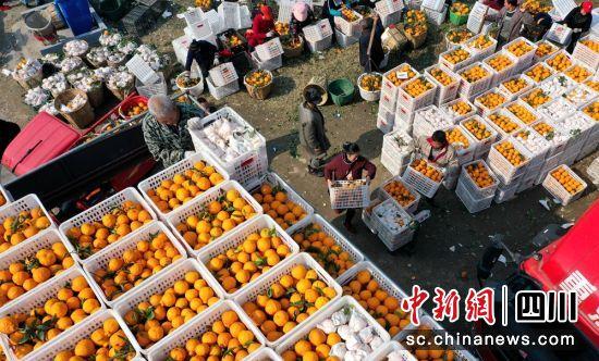 果农们正在装箱上车晚熟柑橘。潘建勇 摄