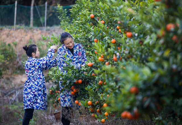 种植户在三明市将乐县常口村脐橙种植基地采收脐橙。（图/董观生）