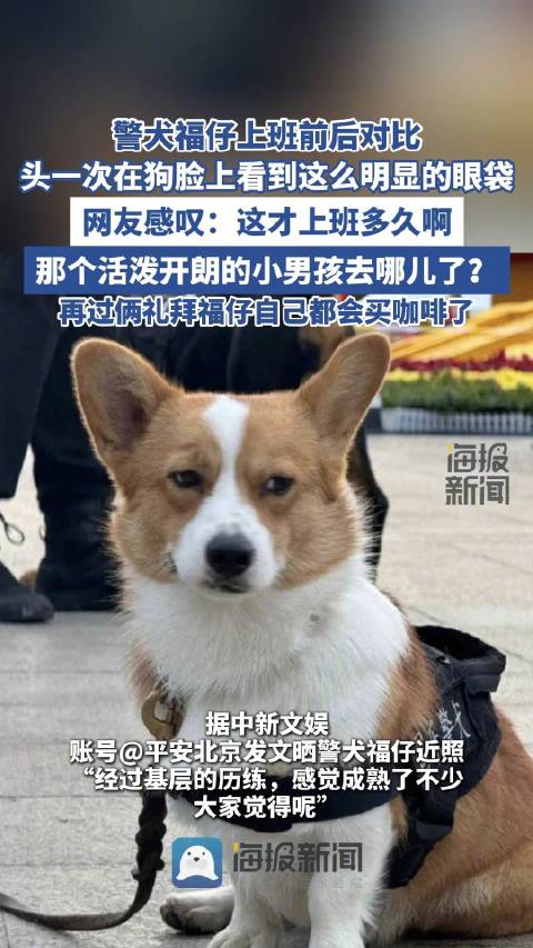 柯基警犬福仔上班前后对比|警犬|柯基|狗_新浪新闻