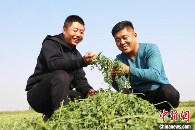 图为农业技术人员(左)与种植户查看苜蓿品质。赵宇 摄