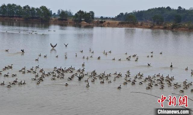 图为江西都昌县北山乡柳树堰郭村，“新农人”郭少平养殖的雁鹅。都昌县委宣传部供图