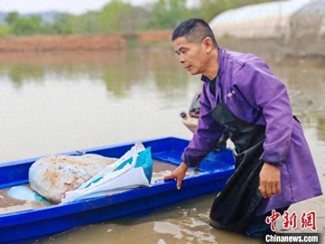 图为江西都昌县“新农人”郭少平在给鱼苗投喂豆饼。都昌县委宣传部供图