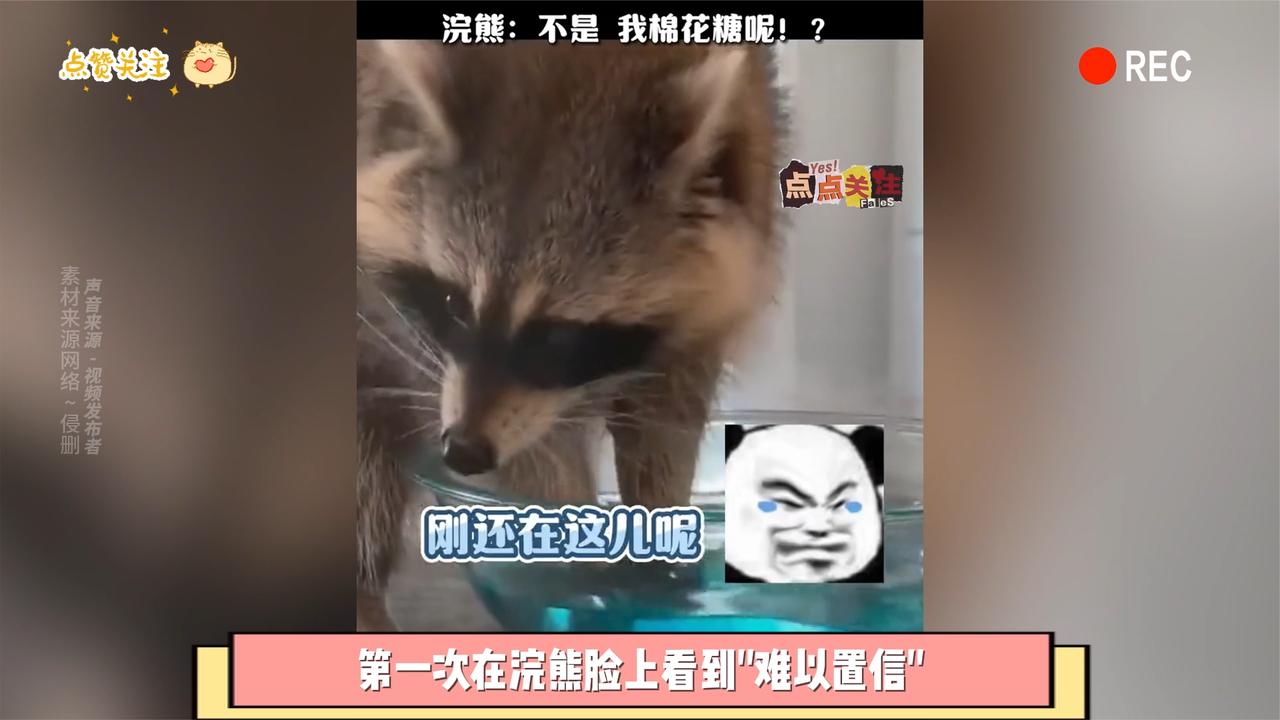 浣熊把棉花糖放水盆里,下一秒:不是,我棉花糖呢