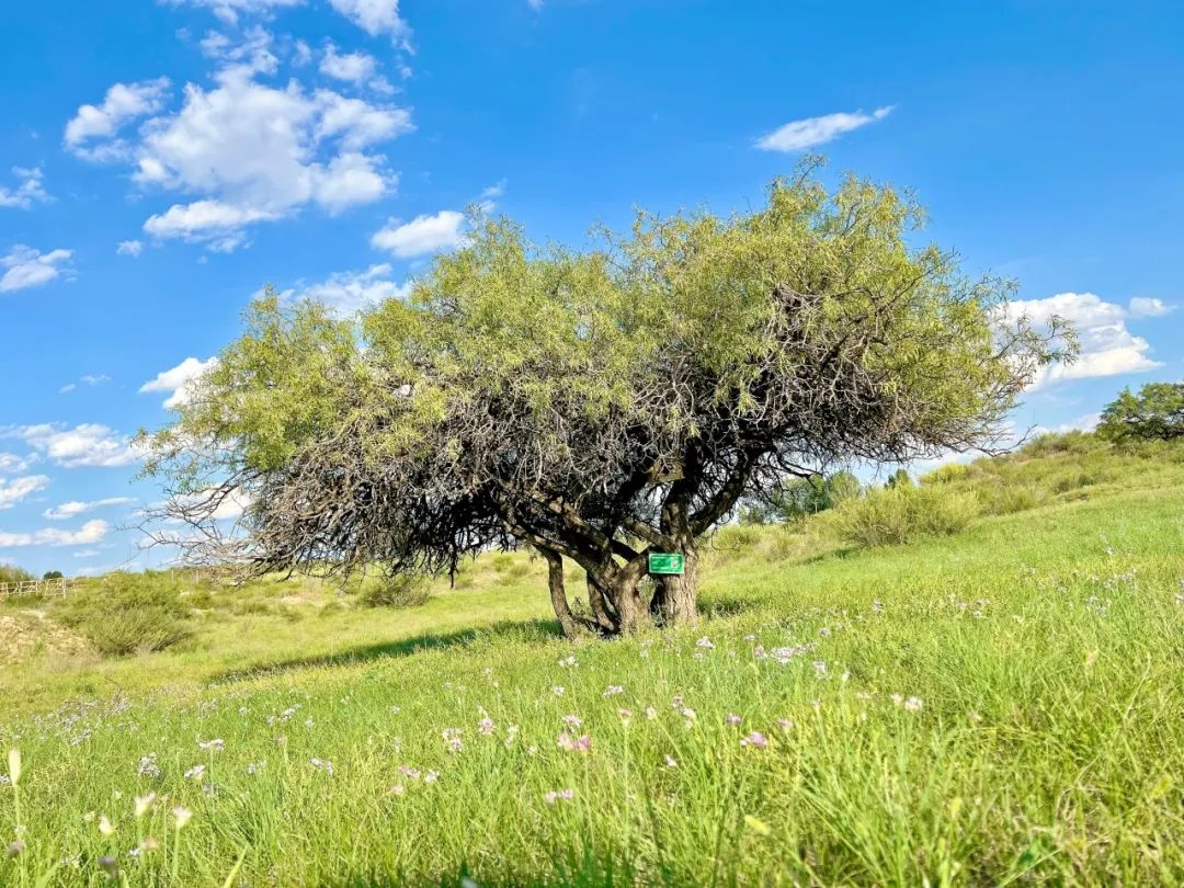 黑格兰,被誉为沙漠里的活化石.张辉 摄