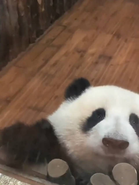 晚安!熊熊祟祟的花花,好可爱啊! 大熊猫和花 大家也要早点休息哟!_新浪新闻