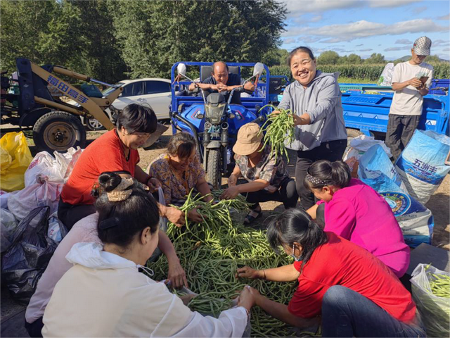 绿色生态有机干豆角产业带动农民增收致富。