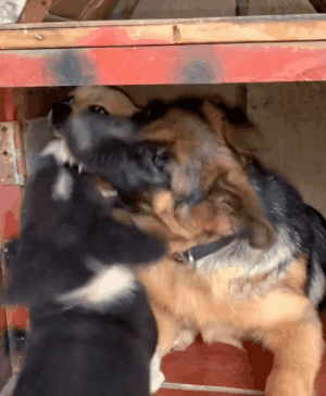 两只狗跑到别狗家吵架,原住汪被挤到哭:真的会谢