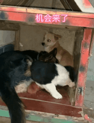 两只狗跑到别狗家吵架,原住汪被挤到哭:真的会谢