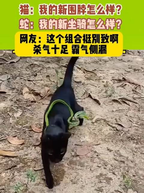 网友：这个组合挺别致啊，杀气十足，霸气侧漏！_新浪新闻