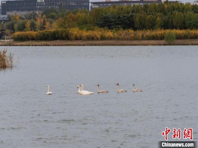 图为迁徙天鹅在湖中游弋。范晓恒 摄