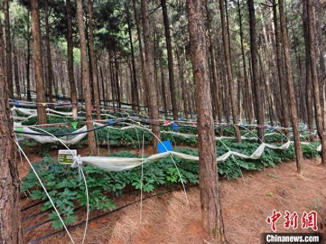 图为林下三七种植基地。中新网记者 韩帅南 摄