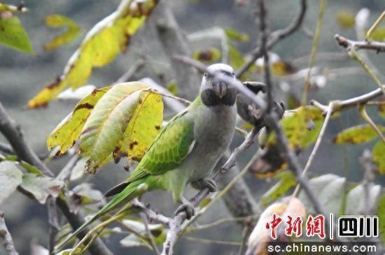 雅安石棉首次监测到大紫胸鹦鹉（雅安石棉是哪个省的）