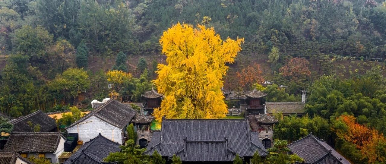 “树”写千年芳华|古树群|玉兰王|古树_新浪新闻