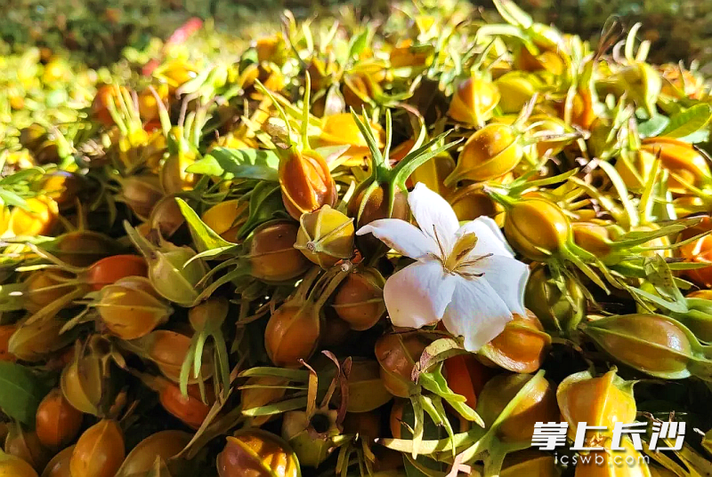 兴了产业富了农,宁乡万亩黄栀子开摘|长沙市_新浪新闻