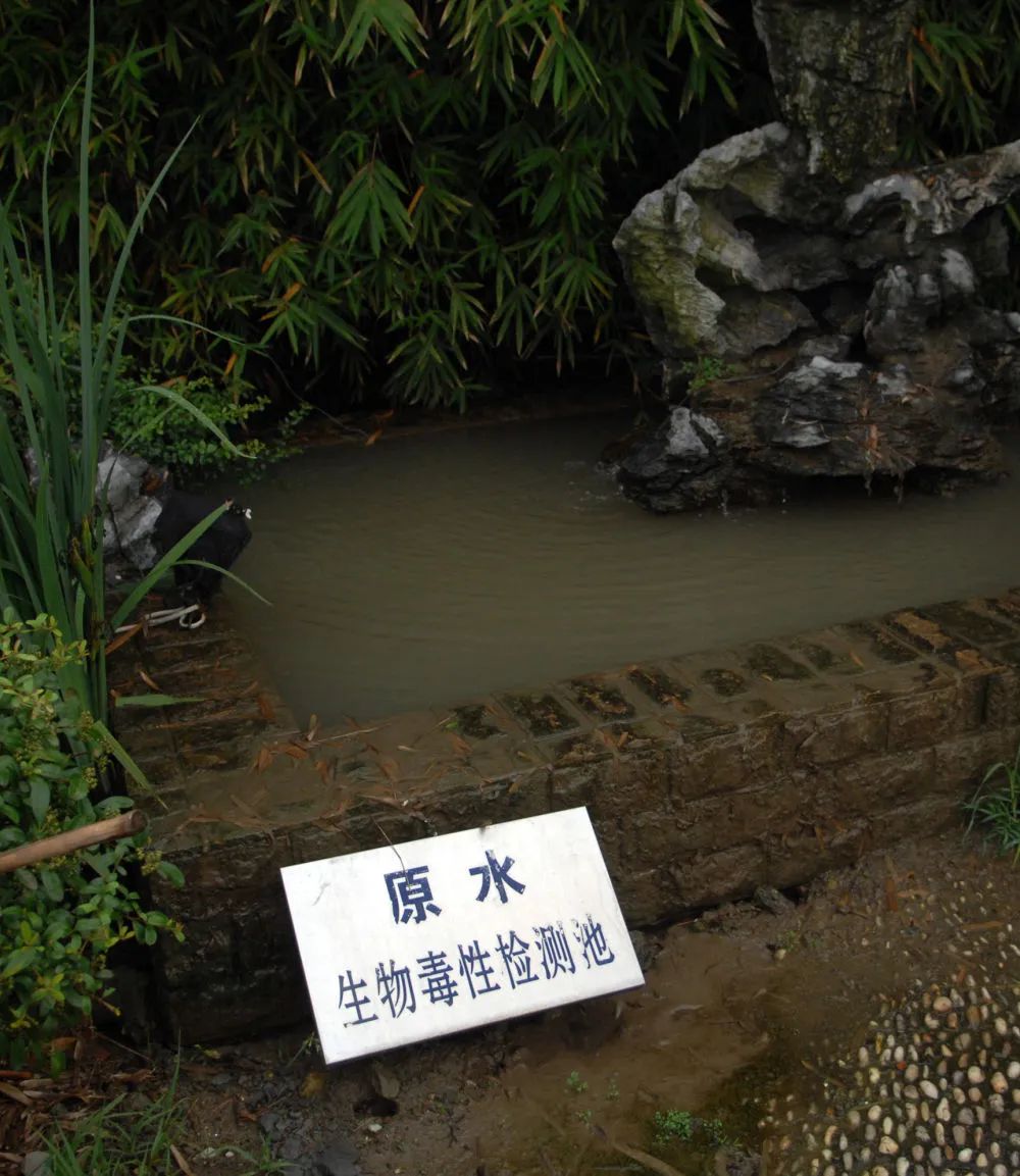 杭州市九溪自来水厂取水口的生物毒性检测池。如发现所养鱼类异常，工厂将第一时间暂停取水（黄宗治/摄）