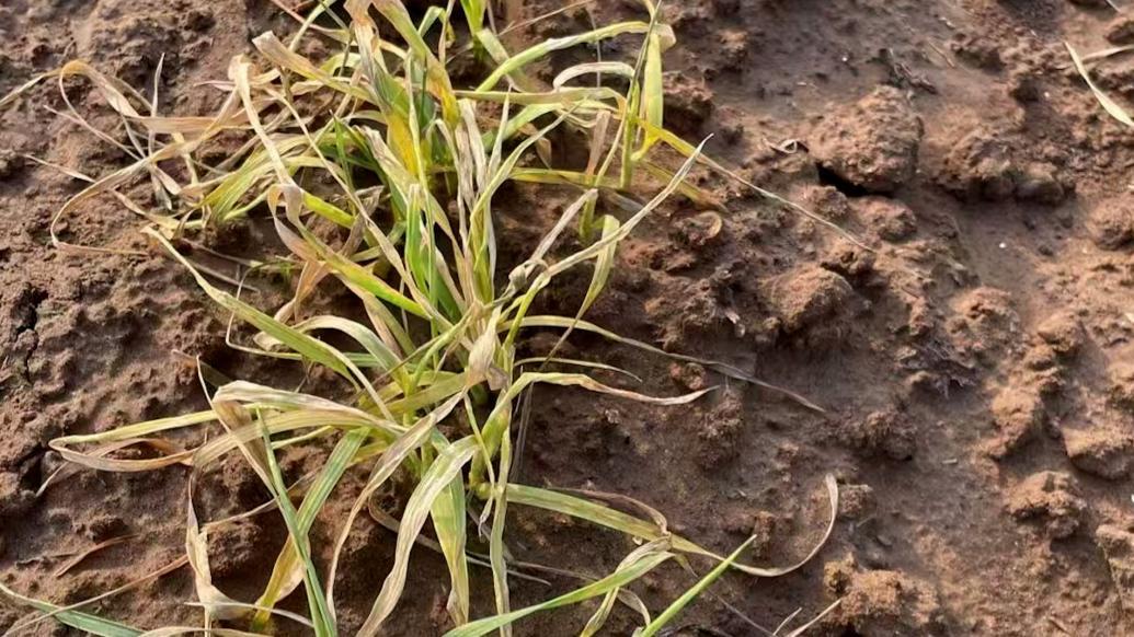 邻居在挨着我家的地里打除草剂，导致我家庄稼被弄死，该如何是好？