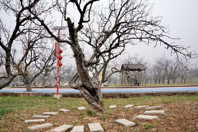 稷山一株超过1300年的古枣树,这样的千年古枣树全县共有17500棵
