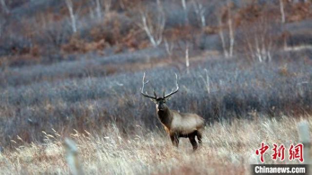 内蒙古赛罕乌拉国家级自然保护区:野生马鹿雪地觅食