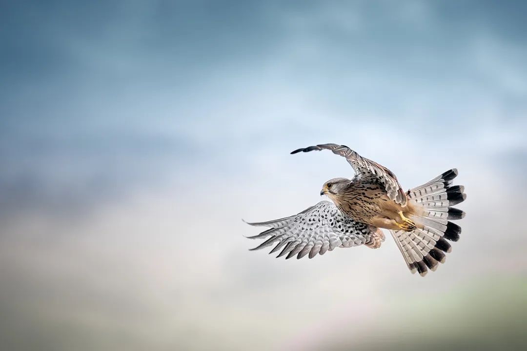 （图源：pixabay）