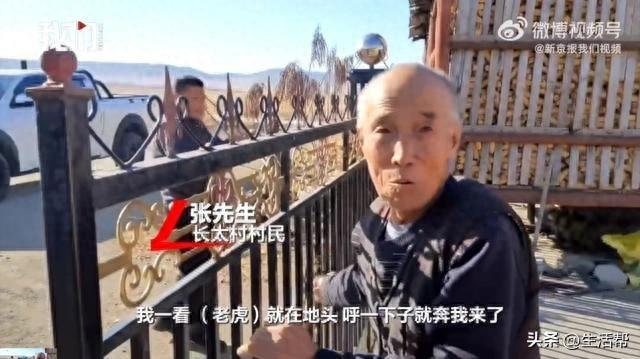 虎口脱险老人谈邻居被老虎咬伤：老虎就在地头，老大了！|村民|七台河市|勃利县|黑龙江省|警车_新浪新闻