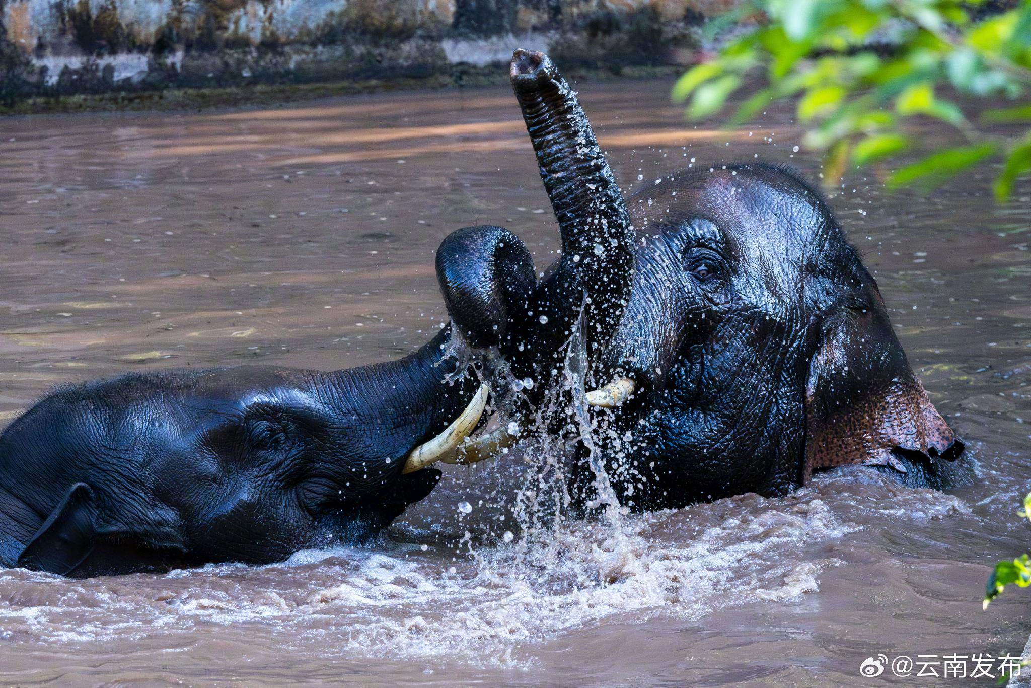 可可爱爱~ 小象宝洗澡直拍萌照