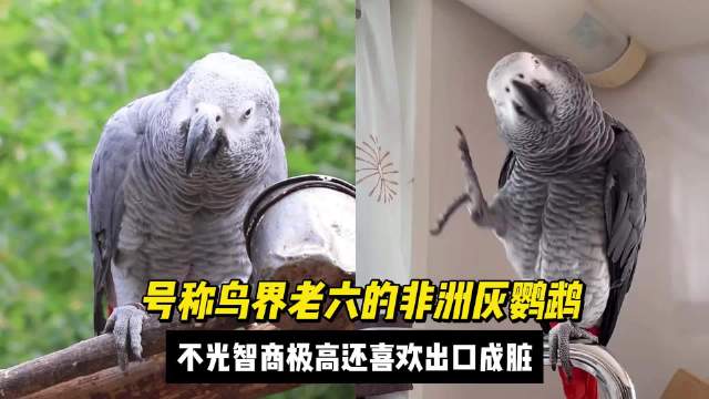 眼前这只对着小猫贴脸开大的傻鸟叫做非洲灰鹦鹉|鸟|猫|非洲灰鹦鹉_新浪新闻