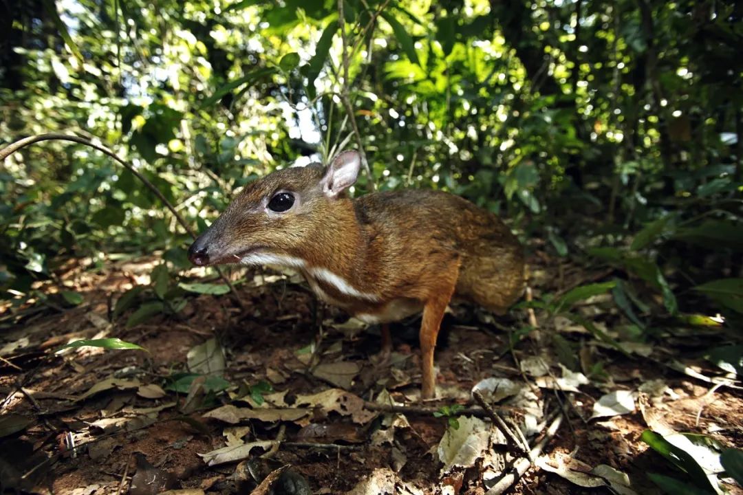 摄影作品《鼷鹿》
