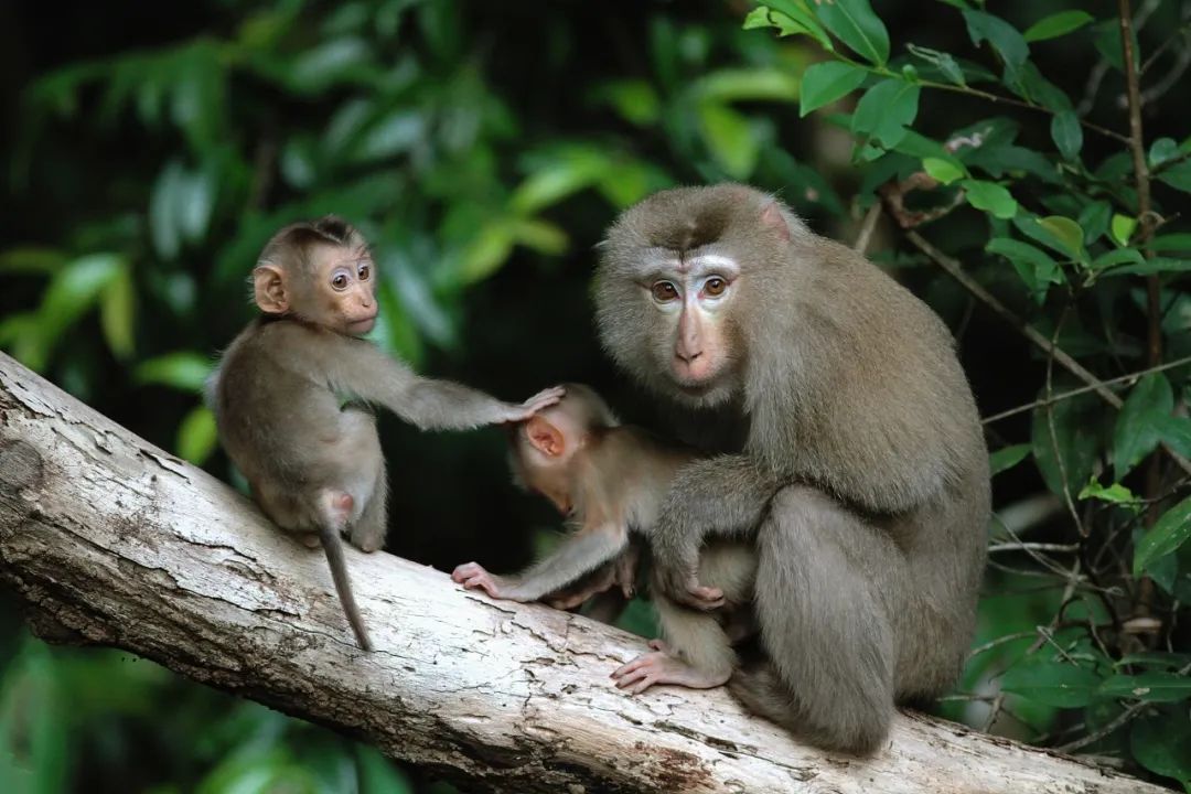 摄影作品《“别看”》