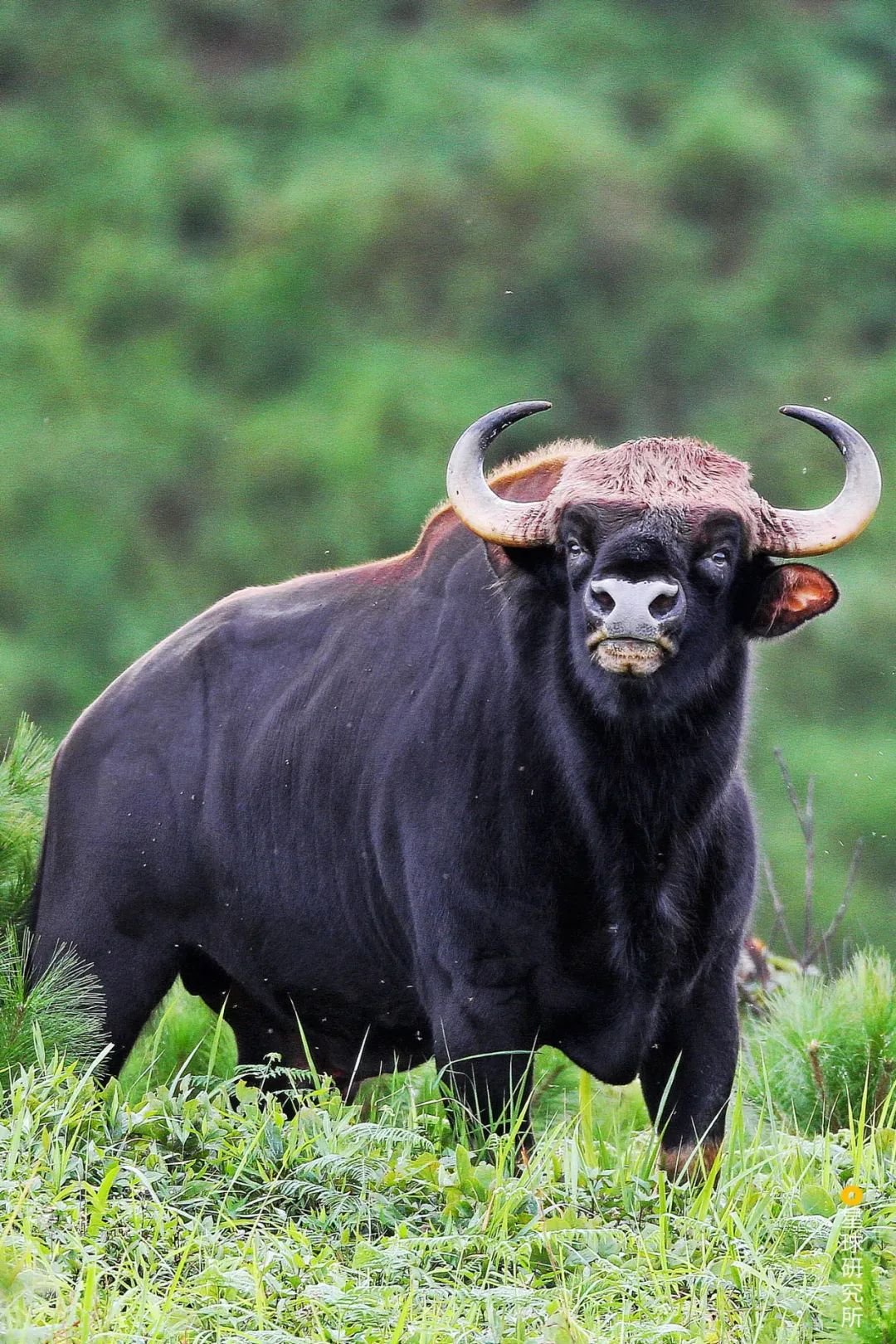 摄影作品《野牛》