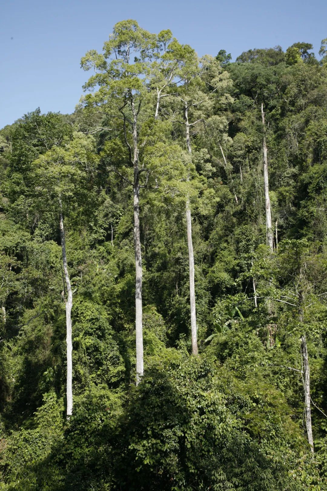 摄影作品《望天树》