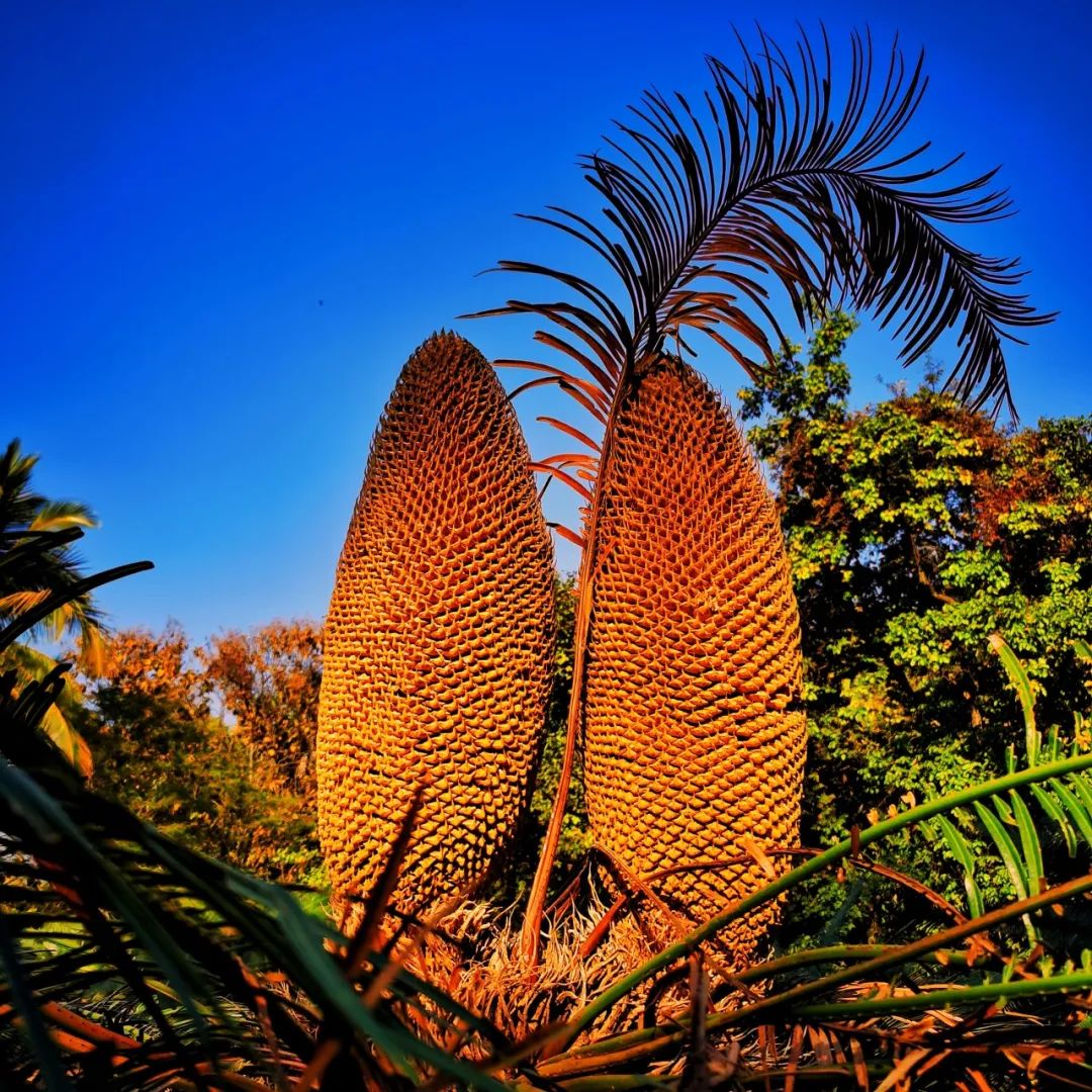 摄影作品《静待花开》