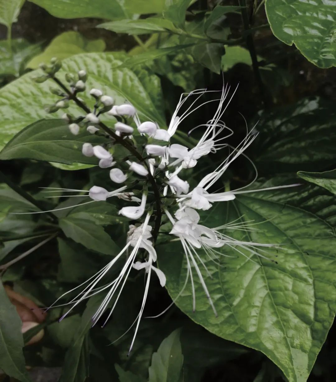 摄影作品《猫须草》