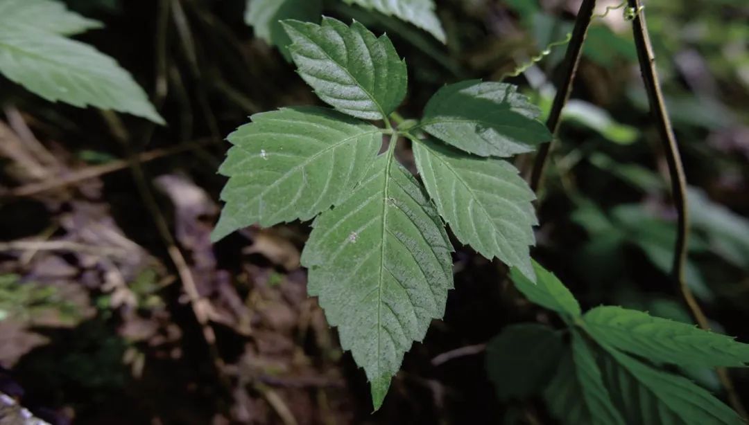 摄影作品《绞股蓝》