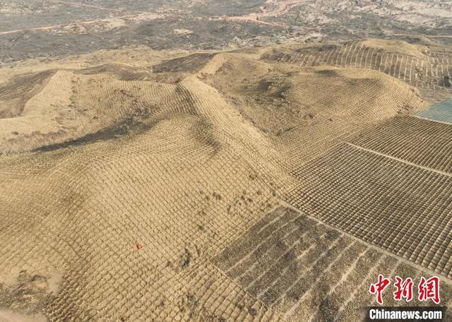 11月23日，工人们在位于宁夏石嘴山市平罗县的毛乌素沙地里扎的麦草方格。(无人机照片)中新社记者 于晶 摄