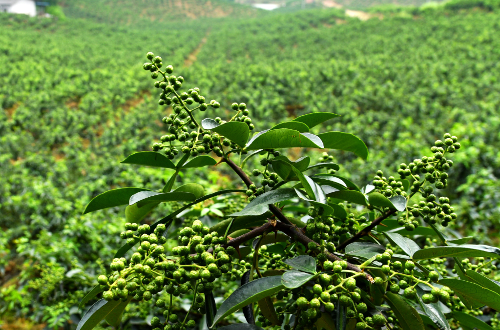 江津花椒 江津区委宣传部供图