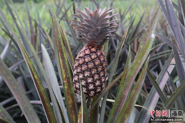 基地内不同颜色的菠萝果实。 记者 王晓斌 摄