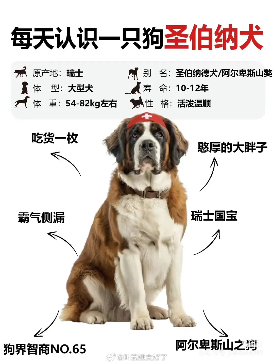 大冰养的狗体型原来这么大，怪不得力气也这么大！|丽江|西藏|骑士|调酒师|黄金_新浪新闻