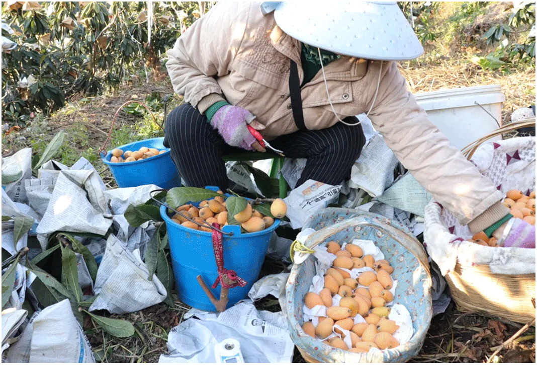 而后，再经过细心的清洗、除核、削碎后慢火熬煮10小时！