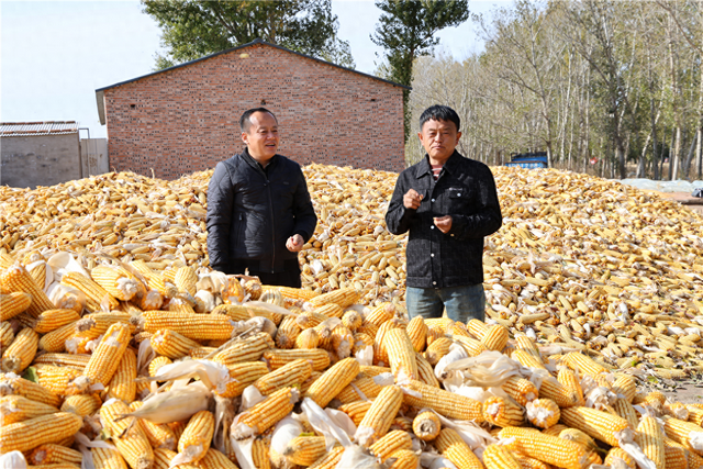 玉米铺满晾晒场。胡建华 摄