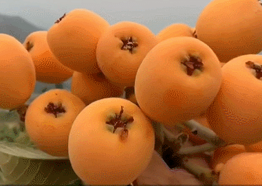 因其含有的苦杏仁甙，被很多治咳药物用作原料，和多汁养肺的砀山梨是完美的不二搭档。