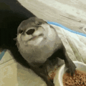 表情包丨抽象动图