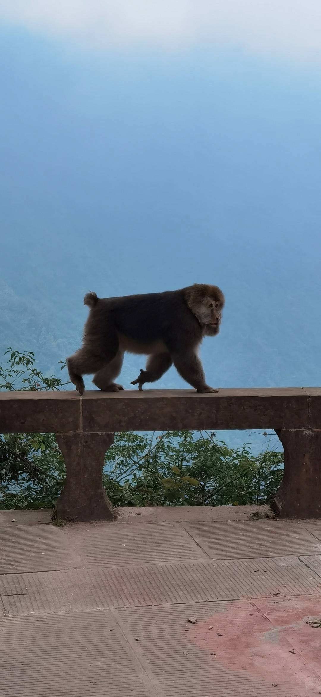 峨眉山猴为野生藏酋猴,国家二级保护动物.夏中林 摄