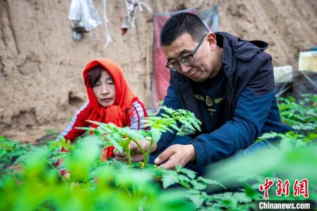 山西省长治市襄垣县古韩镇东垴头村充分利用区位优势，大力发展绿色蔬菜产业。 张家恺 摄