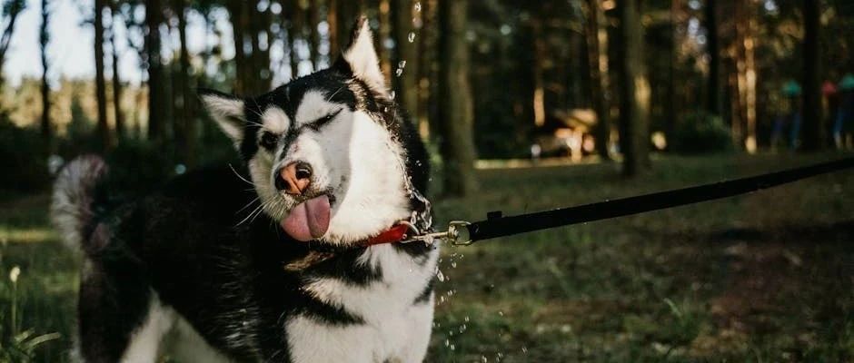 一秒钟拖走大冰的狗，到底什么来头？|狗|大冰|圣伯纳犬_新浪新闻